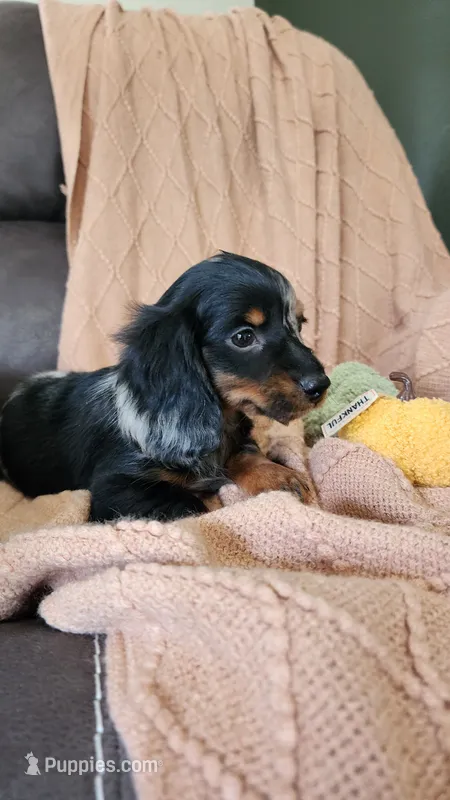 Trixie – Dachshund puppy for sale in Withee, WI