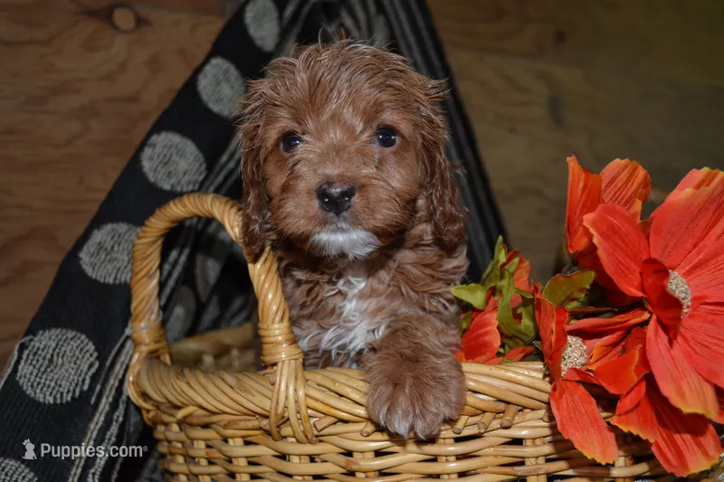 Lily – Cavapoo, Poodle - Miniature  puppy for sale in Greenwood, WI