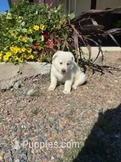 Hazel – German Shepherd Dog puppy for sale in Withee, WI