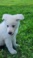 Hunter, a male German Shepherd Dog for sale in Greenwood, WI – 3 of 7