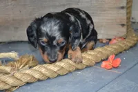 Toby, a male Dachshund for sale in Withee, WI – 5 of 5