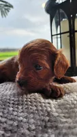 Pumpkin, a male Cavapoo for sale in Greenwood, WI – 5 of 7
