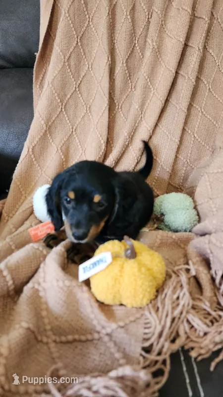 Toffee – Dachshund puppy for sale in Withee, WI
