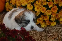 Storme, a female Maltese and Shih Tzu for sale in Greenwood, WI – 5 of 6