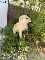 Honey, a female German Shepherd Dog for sale in Withee, WI – 2 of 6