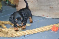 Toffee, a female Dachshund for sale in Withee, WI – 4 of 5
