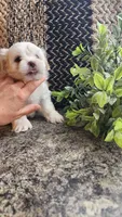 Sawyer, a male Mal Shi for sale in Greenwood, WI – 6 of 6
