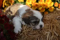 Snoopy, a male Maltese and Shih Tzu for sale in Greenwood, WI – 4 of 5