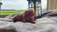 Pumpkin, a male Cavapoo for sale in Greenwood, WI – 4 of 7
