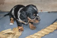 Tasha, a female Dachshund for sale in Withee, WI – 3 of 5