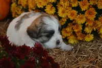 Storme, a female Maltese and Shih Tzu for sale in Greenwood, WI – 3 of 6