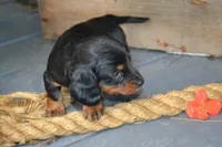 Tucker, a male Dachshund for sale in Withee, WI – 4 of 6