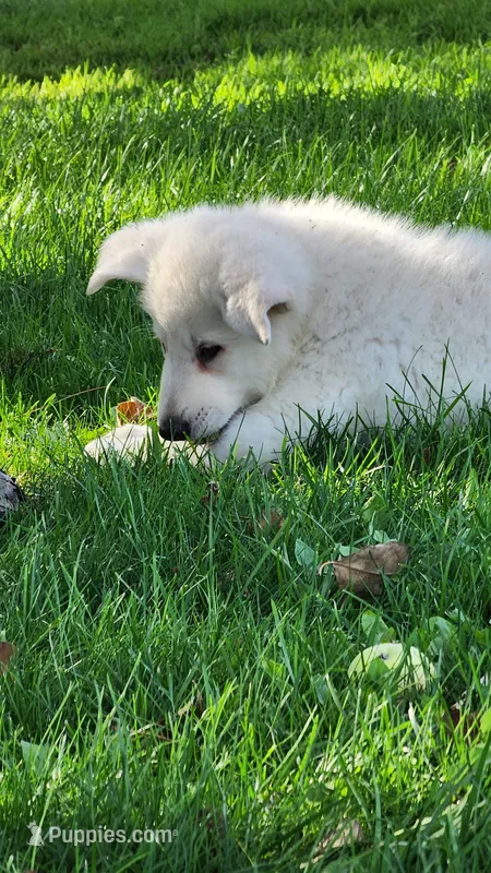 Hunter – German Shepherd Dog puppy for sale in Withee, WI