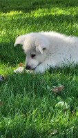 Hunter, a male German Shepherd Dog for sale in Greenwood, WI – 1 of 7