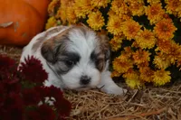 Storme, a female Maltese and Shih Tzu for sale in Greenwood, WI – 6 of 6