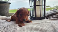 Pumpkin, a male Cavapoo for sale in Greenwood, WI – 2 of 7