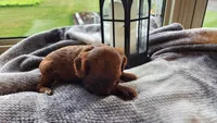 Pumpkin, a male Cavapoo for sale in Greenwood, WI – 7 of 7