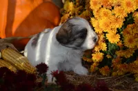 Storme, a female Maltese and Shih Tzu for sale in Greenwood, WI – 1 of 6