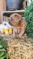 Rugar, a male Cavapoo for sale in Withee, WI – 4 of 6