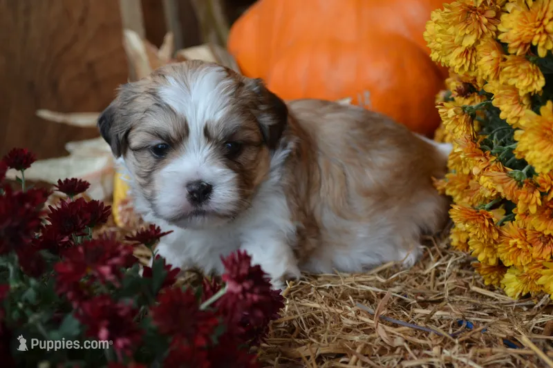 Sevin – Maltese, Shih Tzu puppy for sale in Greenwood, WI