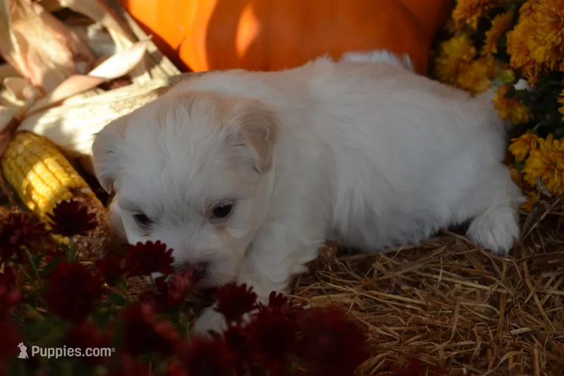 Sawyer – Maltese, Shih Tzu puppy for sale in Greenwood, WI