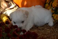 Sawyer, a male Maltese and Shih Tzu for sale in Greenwood, WI – 1 of 5