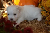 Sawyer, a male Maltese and Shih Tzu for sale in Greenwood, WI – 4 of 5