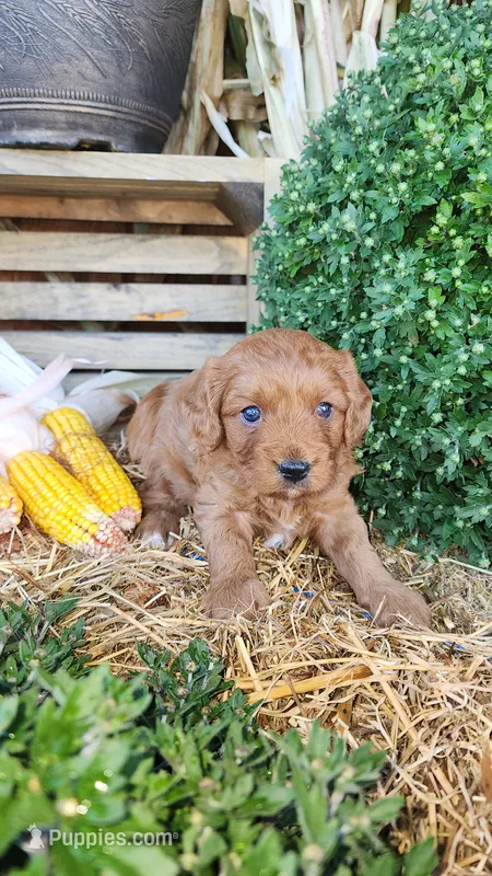 Rugar – Cavapoo puppy for sale in Withee, WI