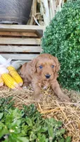 Rugar, a male Cavapoo for sale in Withee, WI – 1 of 6