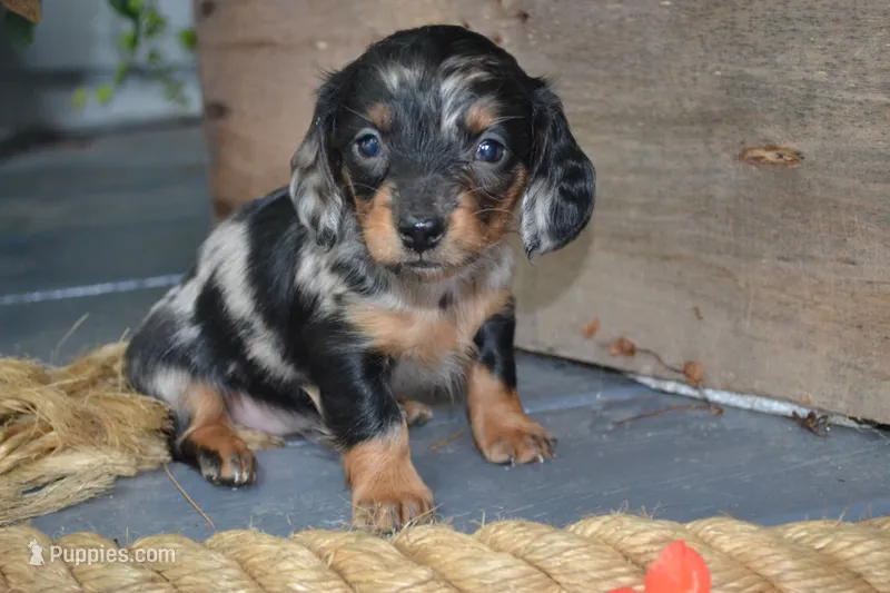 Talia – Dachshund puppy for sale in Withee, WI