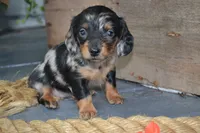 Talia, a female Dachshund for sale in Withee, WI – 1 of 5
