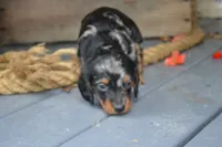 Toby, a male Dachshund for sale in Withee, WI – 2 of 5