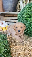 Ruby, a female Cavapoo for sale in Withee, WI – 6 of 6