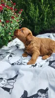 Lexi, a male Cavapoo and Poodle - Miniature  for sale in Withee, WI – 3 of 3