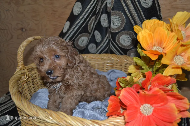 Lexi – Cavapoo, Poodle - Miniature  puppy for sale in Greenwood, WI