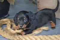 Toffee, a female Dachshund for sale in Withee, WI – 1 of 5