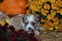 Sevin, a male Maltese and Shih Tzu for sale in Greenwood, WI – 5 of 5