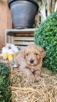 Ruby, a female Cavapoo for sale in Withee, WI – 4 of 6