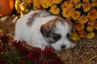 Storme, a female Maltese and Shih Tzu for sale in Greenwood, WI – 2 of 6