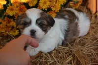 Snoopy, a male Maltese and Shih Tzu for sale in Greenwood, WI – 5 of 5