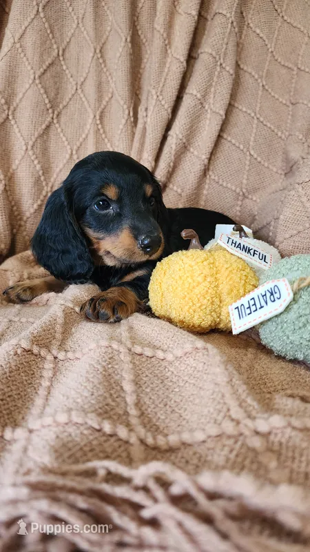 Tucker – Dachshund puppy for sale in Withee, WI