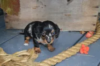 Tasha, a female Dachshund for sale in Withee, WI – 5 of 5