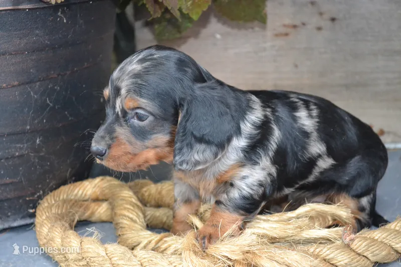 Toby – Dachshund puppy for sale in Withee, WI