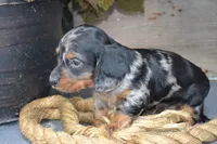 Toby, a male Dachshund for sale in Withee, WI – 1 of 5