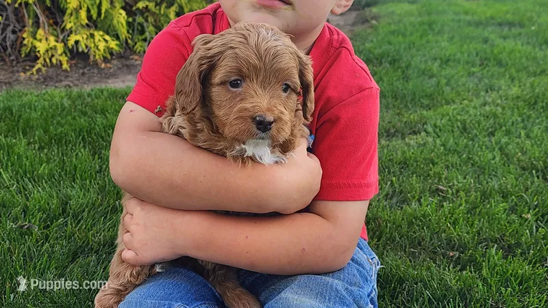 Lily – Cavapoo, Poodle - Miniature  puppy for sale in Greenwood, WI