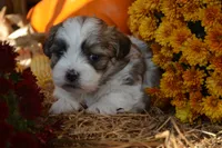 Storme, a female Maltese and Shih Tzu for sale in Greenwood, WI – 4 of 6