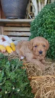 Ruby, a female Cavapoo for sale in Withee, WI – 5 of 6