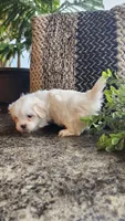 Sawyer, a male Mal Shi for sale in Greenwood, WI – 2 of 6