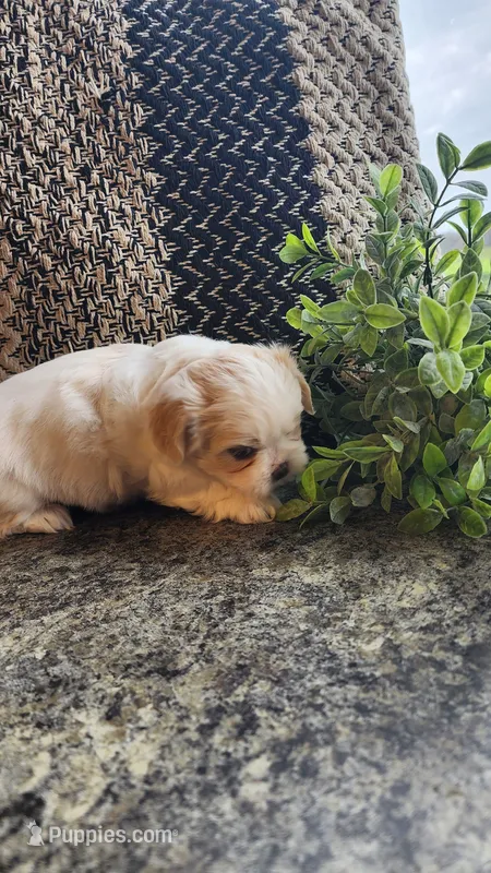 Syke – Maltese, Shih Tzu puppy for sale in Greenwood, WI