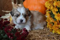 Sevin, a male Maltese and Shih Tzu for sale in Greenwood, WI – 2 of 5